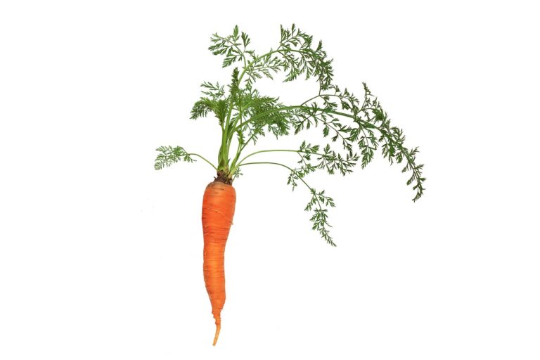 गाजर का पौधा