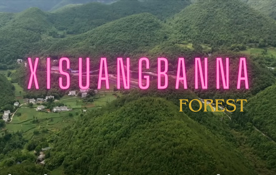Rainforest Xishuangbanna